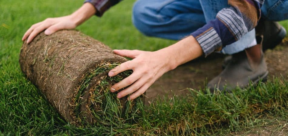 Professional crew laying fresh sod rolls on a prepared New Orleans lawn in spring