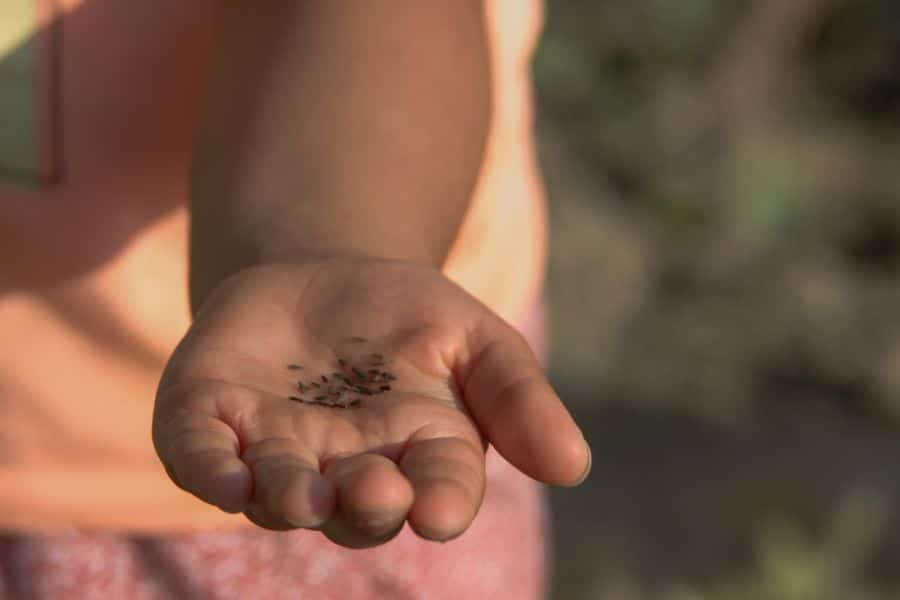 Hand holding grass seed, the slower alternative to laying sod
