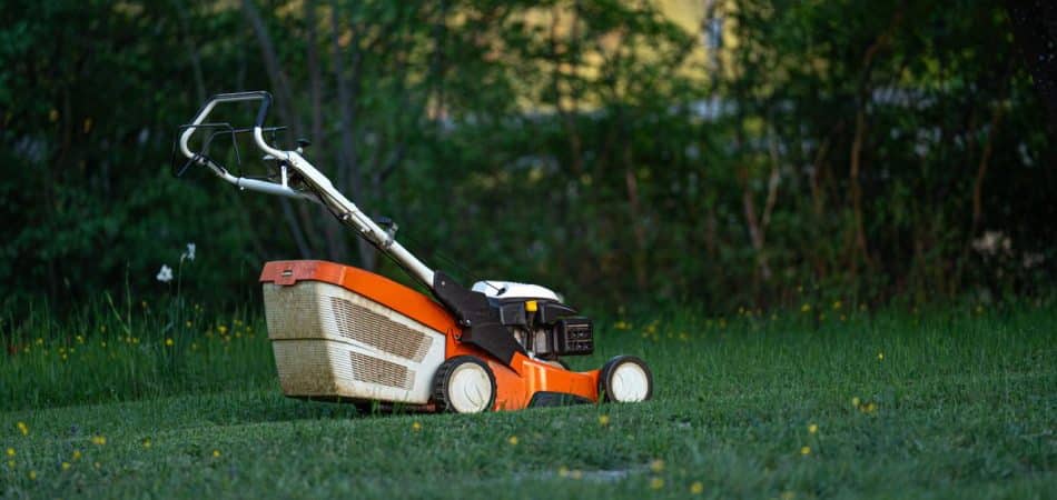 Freshly installed sod lawn with a mower, ready for first-month care