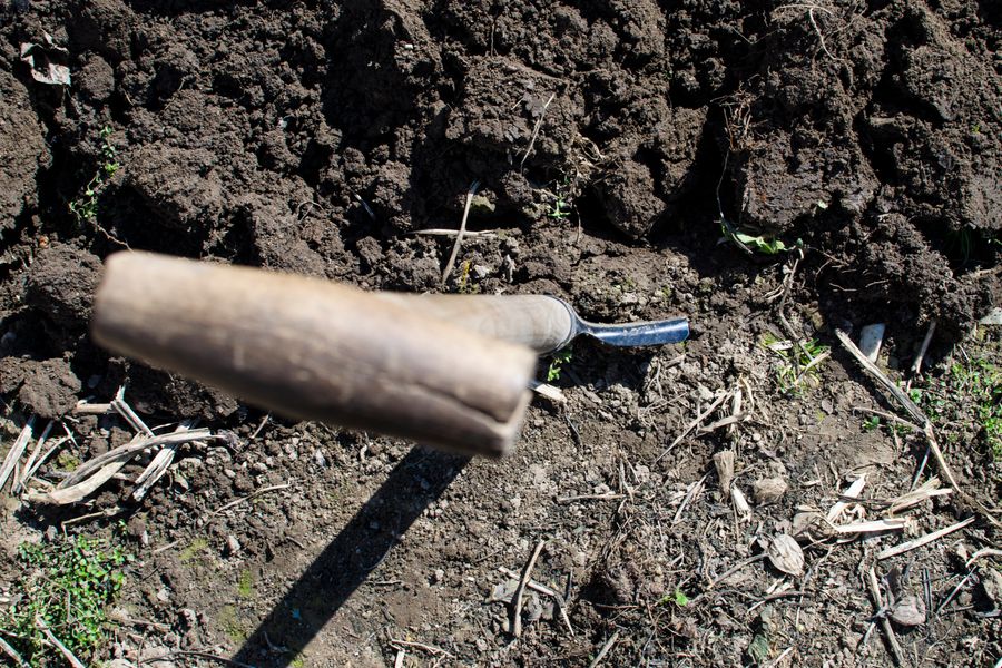 Shovel in freshly turned soil during ground preparation for sod